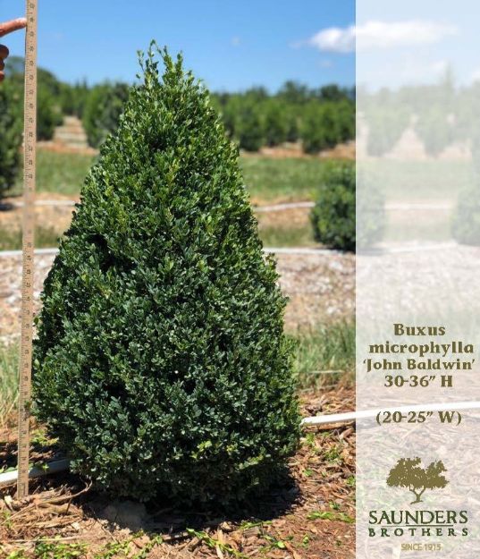 Picture of Buxus microphylla 'John Baldwin' 30-36'' H (B&B)