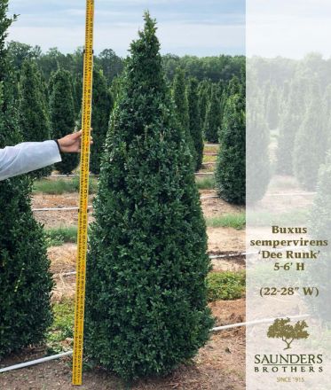Show details for Buxus sempervirens 'Dee Runk' 5.5-6' H (B&B) Picture of Buxus sempervirens 'Dee Runk' 5.5-6' H (B&B)