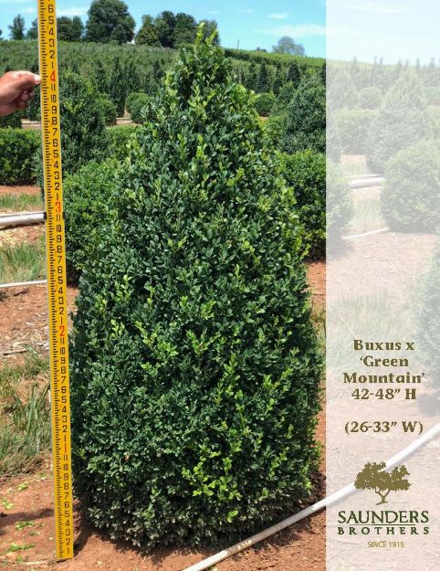 Picture of Buxus x 'Green Mountain' 42-48" H (B&B) (LIMIT 10)