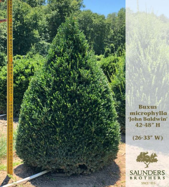 Picture of Buxus microphylla 'John Baldwin' 42-48" H (B&B) (LIMIT 25)