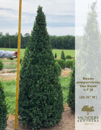 Show details for Buxus sempervirens 'Dee Runk' 6.5-7' H (B&B)  Picture of Buxus sempervirens 'Dee Runk' 6.5-7' H (B&B)