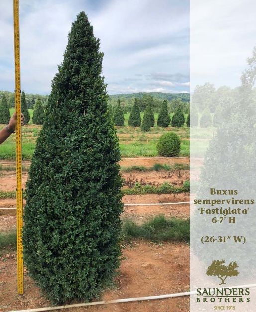 Picture of Buxus sempervirens 'Fastigiata' 6.5-7' H (B&B)