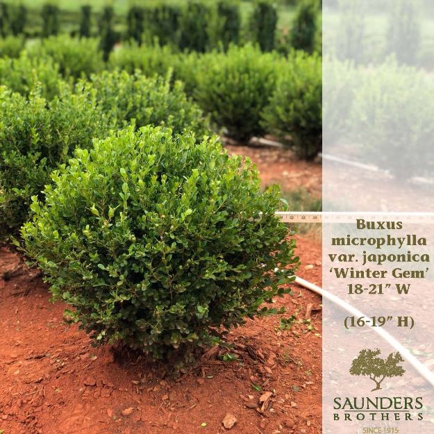Picture of Buxus microphylla var. japonica 'Winter Gem' 18-21" W (B&C)