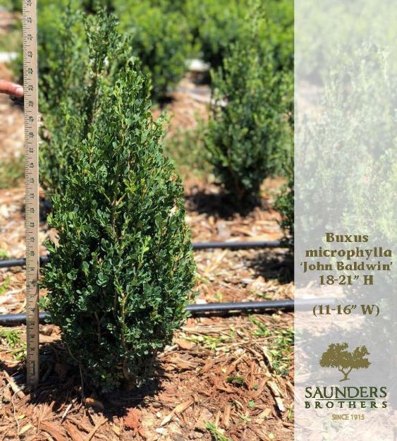 Picture of Buxus microphylla 'John Baldwin' 18-21" H (B&C)