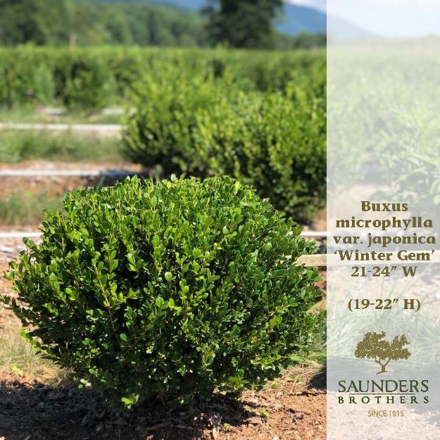 Picture of Buxus microphylla var. japonica 'Winter Gem' 21-24" W (B&C)