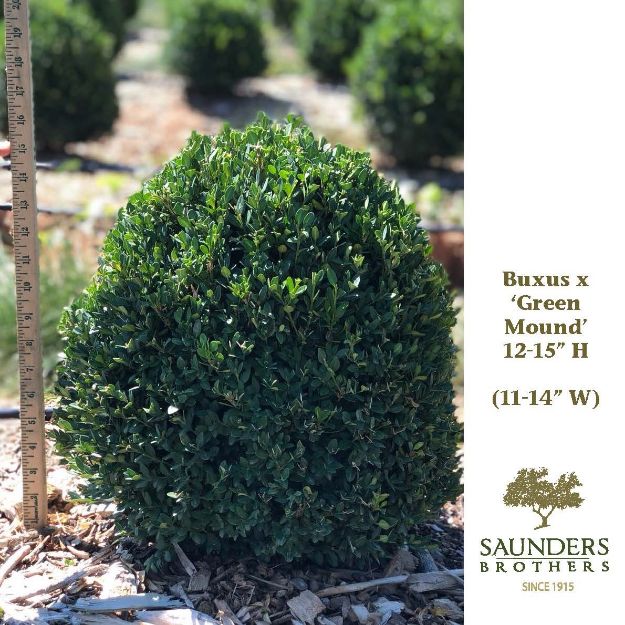 Picture of Buxus x 'Green Mound' 12-15" H (B&C)