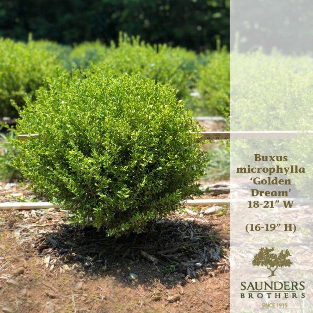 Picture of Buxus microphylla Golden Dream PP16052 18-21" W (B&C)