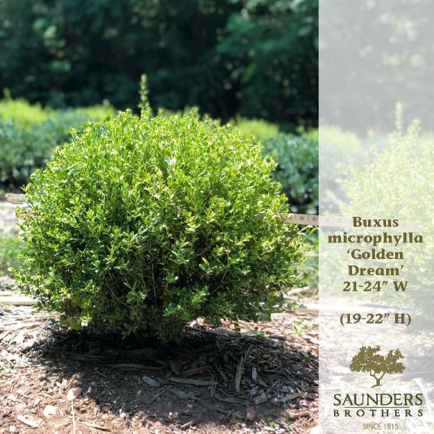 Picture of Buxus microphylla Golden Dream PP16052 21-24" W (B&C)
