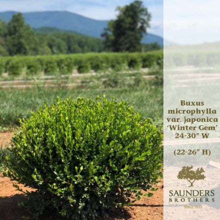 Show details for Buxus microphylla var. japonica 'Winter Gem' 24-30" W (B&B) Picture of Buxus microphylla var. japonica 'Winter Gem' 24-30" W (B&B)