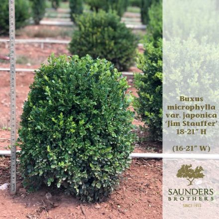 Show details for Buxus microphylla var. japonica 'Jim Stauffer' 18-21" H (B&C) Picture of Buxus microphylla var. japonica 'Jim Stauffer' 18-21" H (B&C)