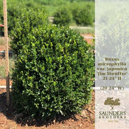 Show details for Buxus microphylla var. japonica 'Jim Stauffer' 21-24" H (B&C) Picture of Buxus microphylla var. japonica 'Jim Stauffer' 21-24" H (B&C)