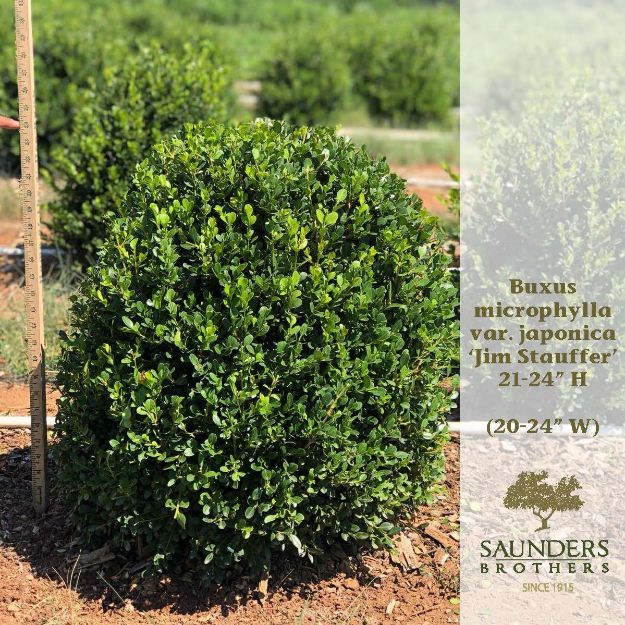 Picture of Buxus microphylla var. japonica 'Jim Stauffer' 21-24" H (B&C)