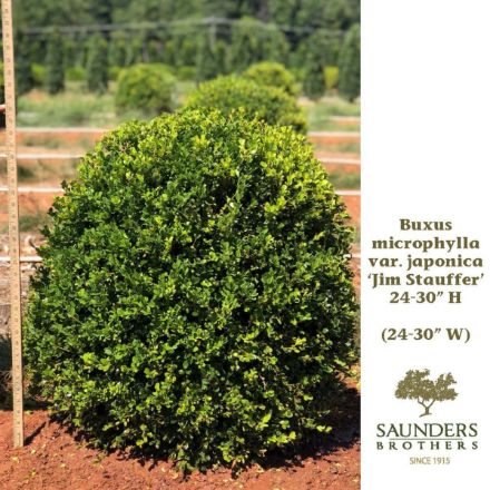 Show details for Buxus microphylla var. japonica 'Jim Stauffer' 24-30" H (B&B) (LIMIT 25) Picture of Buxus microphylla var. japonica 'Jim Stauffer' 24-30" H (B&B) (LIMIT 25)