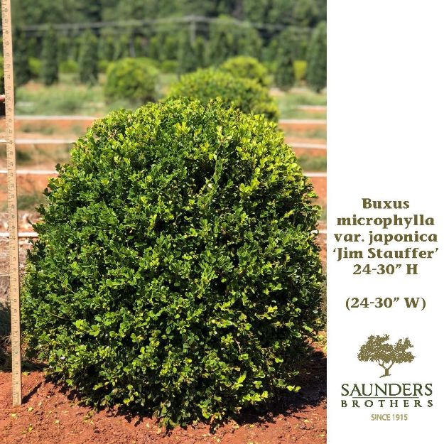 Picture of Buxus microphylla var. japonica 'Jim Stauffer' 24-30" H (B&B) (LIMIT 25)