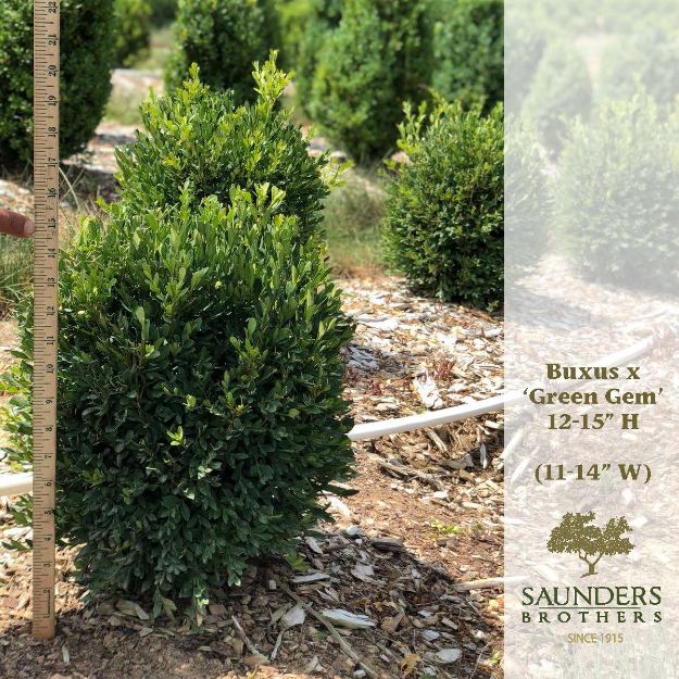 Picture of Buxus x 'Green Gem' 12-15" H (B&C)