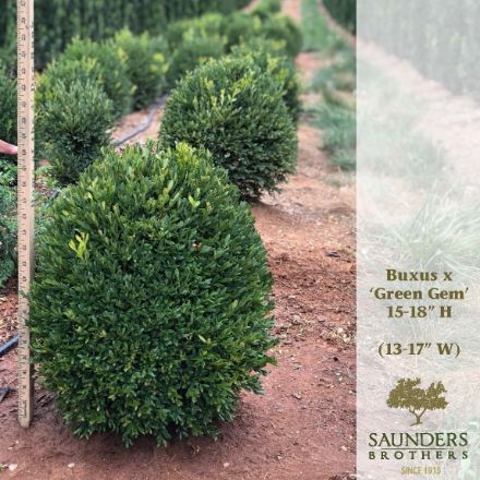 Show details for Buxus x 'Green Gem' 15-18" H (B&C) Picture of Buxus x 'Green Gem' 15-18" H (B&C)