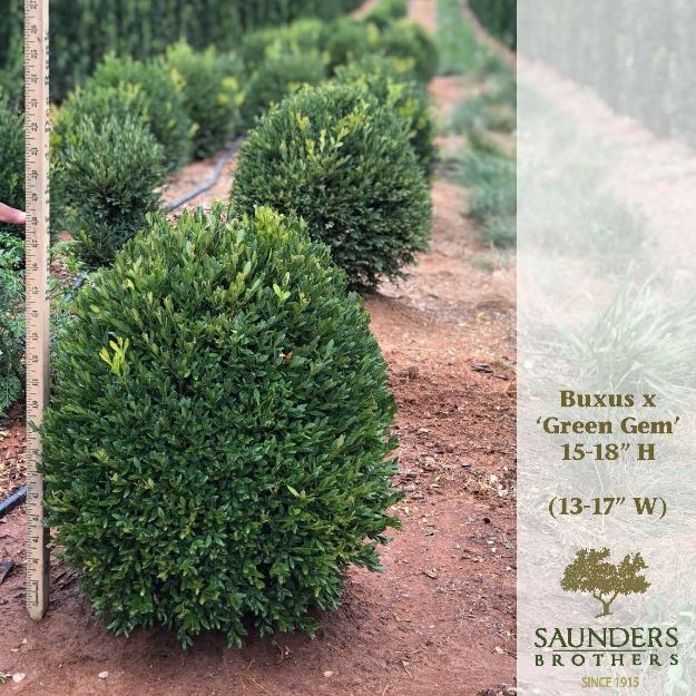 Picture of Buxus x 'Green Gem' 15-18" H (B&C)