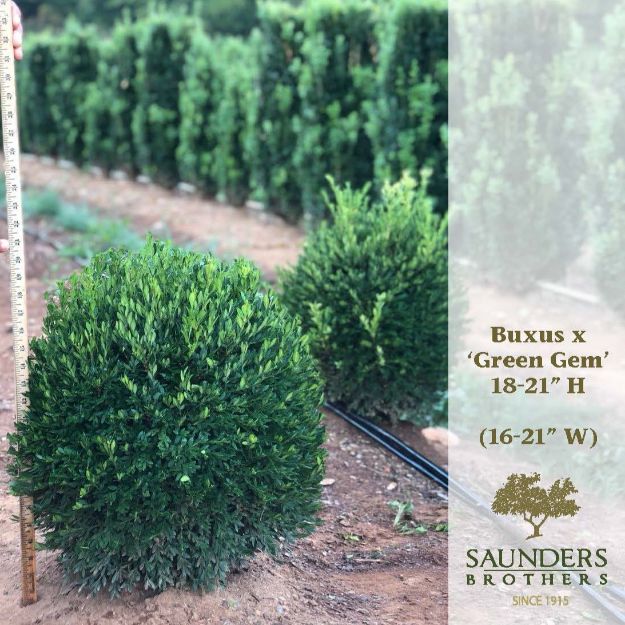 Picture of Buxus x 'Green Gem' 18-21" H (B&C)
