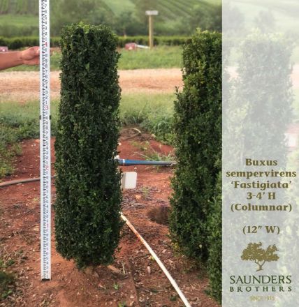 Show details for Buxus sempervirens 'Fastigiata' (Columnar) 3.5-4' H (B&C) (LIMIT 25) Picture of Buxus sempervirens 'Fastigiata' (Columnar) 3.5-4' H (B&C) (LIMIT 25)