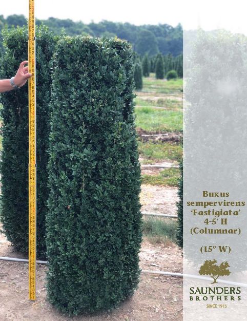 Picture of Buxus sempervirens 'Fastigiata' (Columnar) 4.5-5' H (B&B) (LIMIT 25)