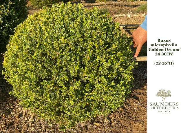 Picture of Buxus microphylla Golden Dream PP16052 24-30" W (B&B)