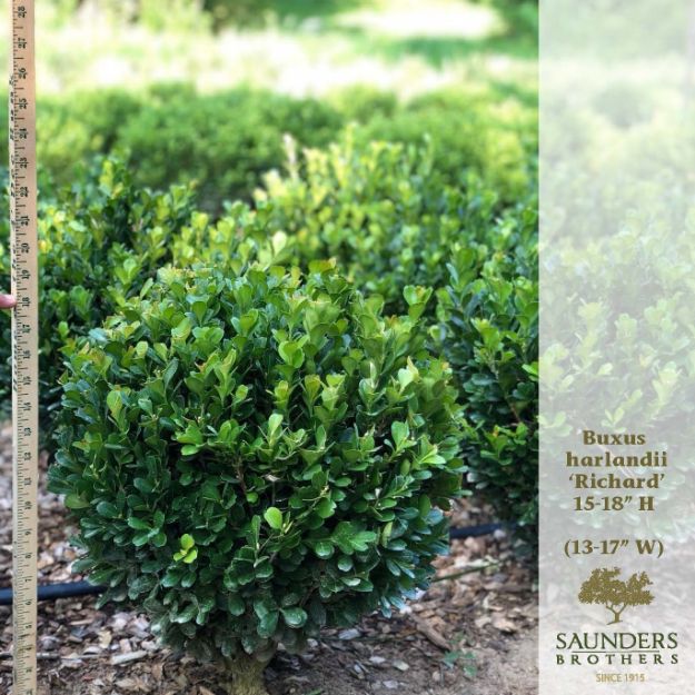 Picture of Buxus harlandii 'Richard' 15-18" H (B&C)