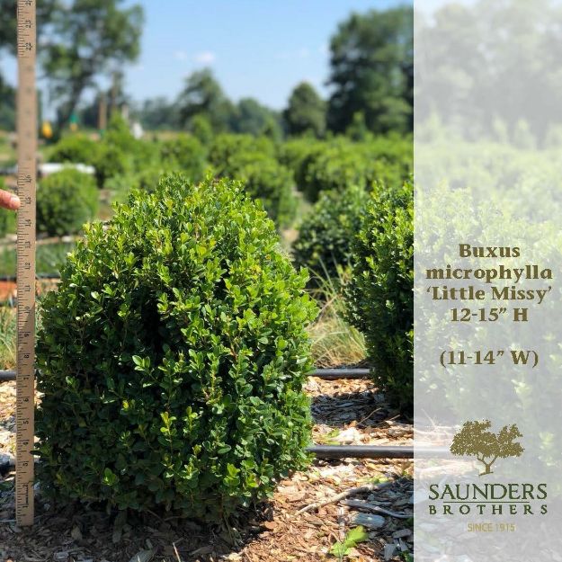 Picture of Buxus microphylla 'Little Missy' PP24703 12-15" H (B&C)