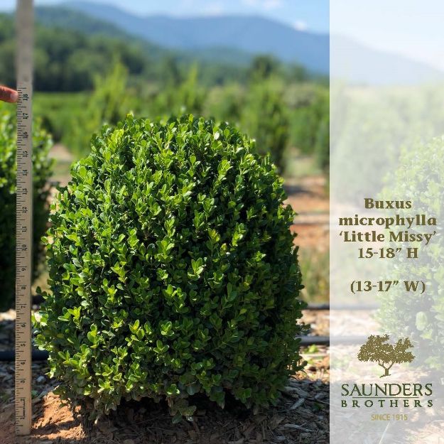 Picture of Buxus microphylla 'Little Missy' PP24703 15-18" H (B&C)