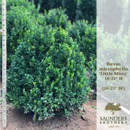 Show details for Buxus microphylla 'Little Missy' PP24703 18-21" H (B&C)  Picture of Buxus microphylla 'Little Missy' PP24703 18-21" H (B&C)
