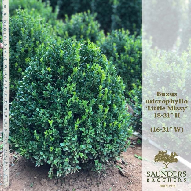 Picture of Buxus microphylla 'Little Missy' PP24703 18-21" H (B&C) 