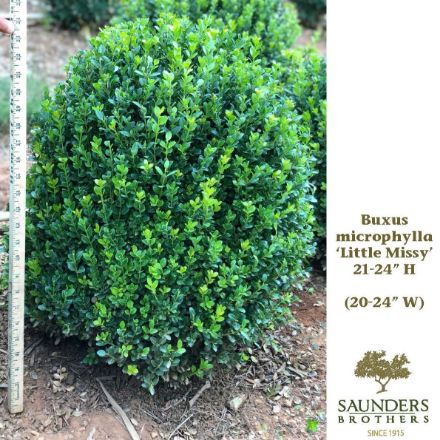 Show details for Buxus microphylla 'Little Missy' PP24703 21-24" H (B&C) Picture of Buxus microphylla 'Little Missy' PP24703 21-24" H (B&C)