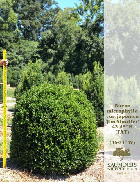 Picture of Buxus microphylla var. japonica 'Jim Stauffer' FAT 42-48" H (B&B)