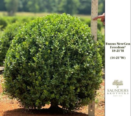 Show details for Buxus NewGen Freedom® 'SB 300' PP32421 24-30" H (B&B) (LIMIT 50) Picture of Buxus NewGen Freedom® 'SB 300' PP32421 24-30" H (B&B) (LIMIT 50)
