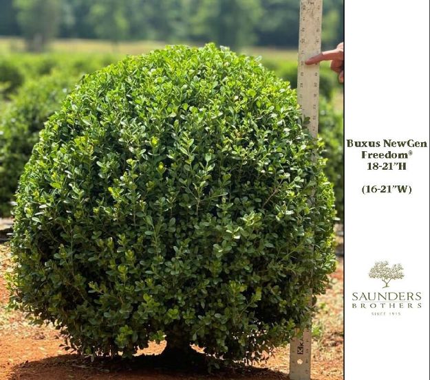Picture of Buxus NewGen Freedom® 'SB 300' PP32421 24-30" H (B&B) (LIMIT 50)