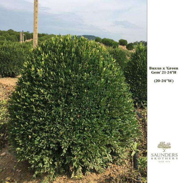 Picture of Buxus x 'Green Gem' 21-24" H (B&C)