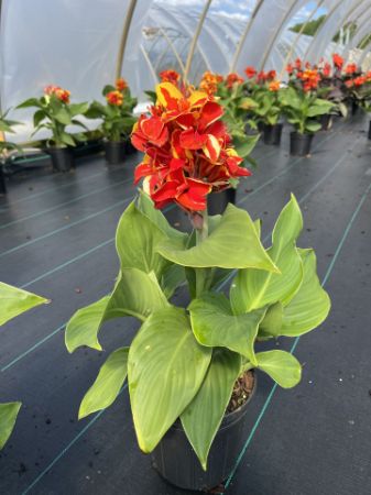 Show products in category Tropicals Picture for category Tropicals