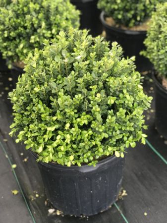 Show products in category Boxwood Picture for category Boxwood