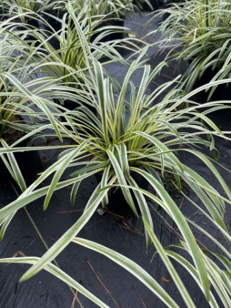 Show products in category Groundcovers Picture for category Groundcovers