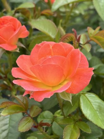 Show products in category Roses Picture for category Roses
