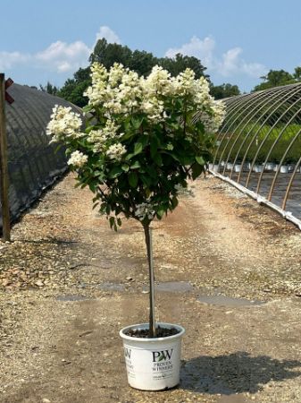 Show products in category Trees Picture for category Trees
