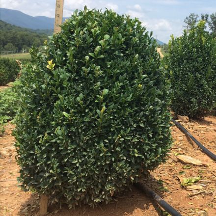 Show details for Buxus sempervirens 18-21" H (B&C) (LIMIT 50) Picture of Buxus sempervirens 18-21" H (B&C) (LIMIT 50)