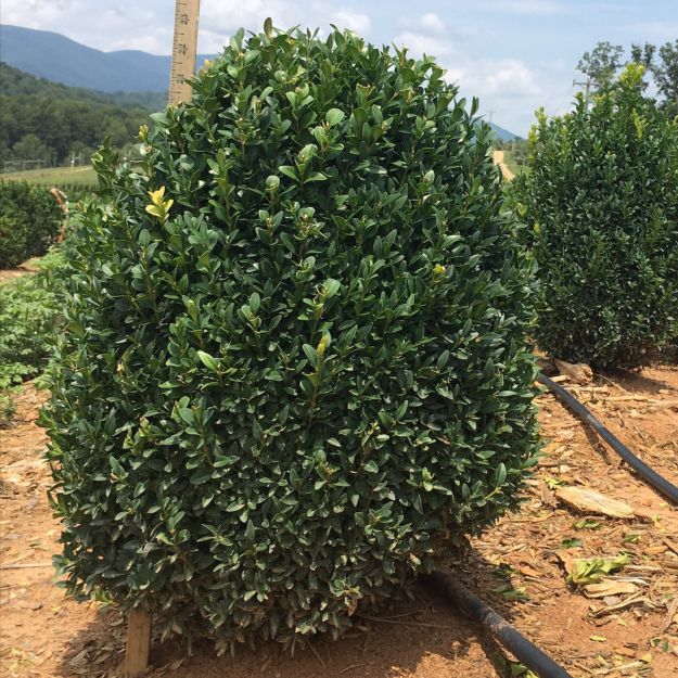 Picture of Buxus sempervirens 18-21" H (B&C) (LIMIT 50)