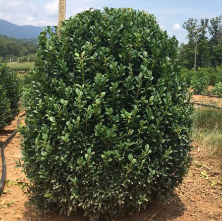 Show details for Buxus sempervirens 21-24" H (B&C) (LIMIT 10) Picture of Buxus sempervirens 21-24" H (B&C) (LIMIT 10)