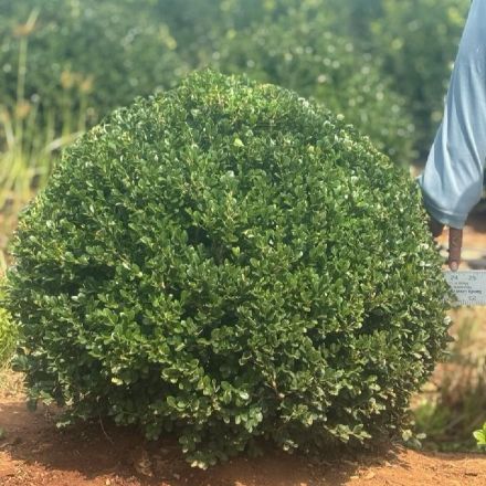 Show details for Buxus microphylla var. japonica 'Green Beauty' 21-24" W (B&C) Picture of Buxus microphylla var. japonica 'Green Beauty' 21-24" W (B&C)