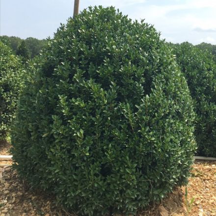 Show details for Buxus sempervirens 24-30" H (B&B) (LIMIT 10) Picture of Buxus sempervirens 24-30" H (B&B) (LIMIT 10)