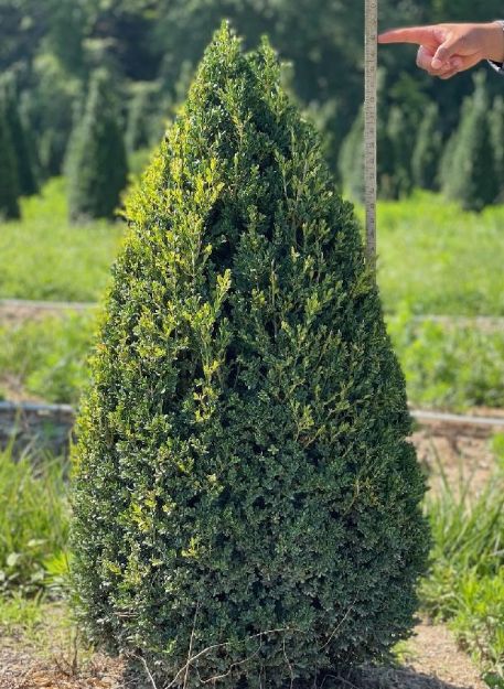 Picture of Buxus microphylla 'John Baldwin' 36-42" H (B&B) (LIMIT 25)
