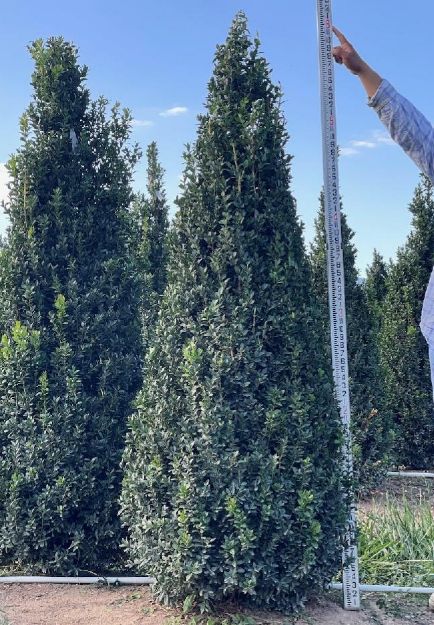 Picture of Buxus sempervirens 'Fastigiata' 5.5-6' H (B&B)