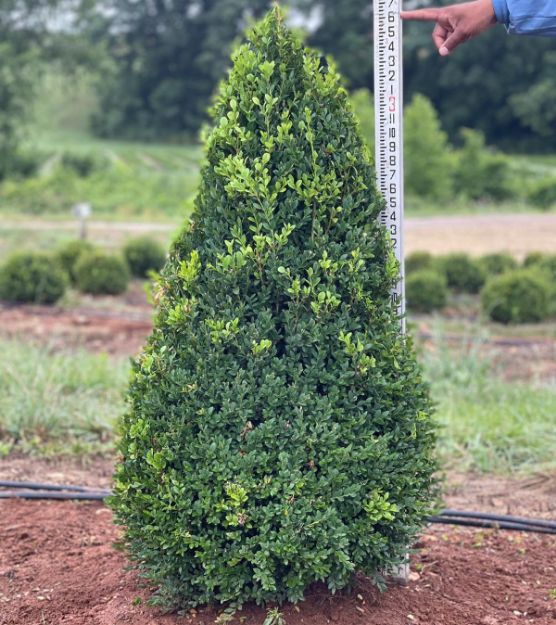 Picture of Buxus x 'Green Mountain' 36-42" H (B&B) (LIMIT 10)