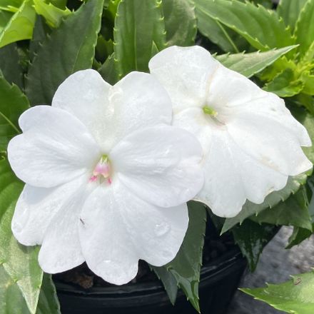 Show details for Impatiens SunPatiens® Compact Classic White PPAF 4.5" (10/flat) Picture of Impatiens SunPatiens® Compact Classic White PPAF 4.5" (10/flat)
