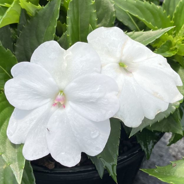 Picture of Impatiens SunPatiens® Compact Classic White PPAF 4.5" (10/flat)